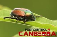 Beetle Control Canberra image 1